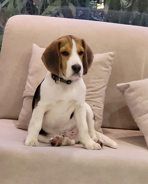 Mylo